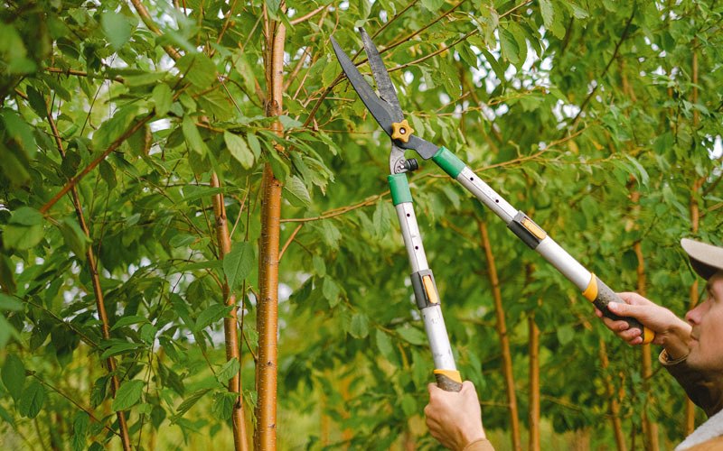 Tree trimming in Oakesdale, WA