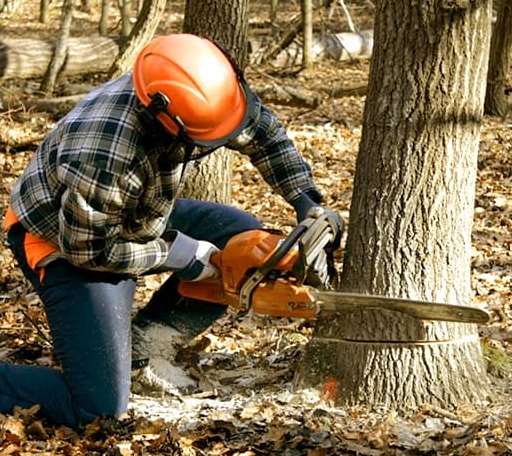 Tree Removal in Oakesdale, WA